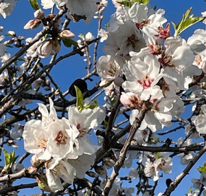 Spring Equinox Gathering